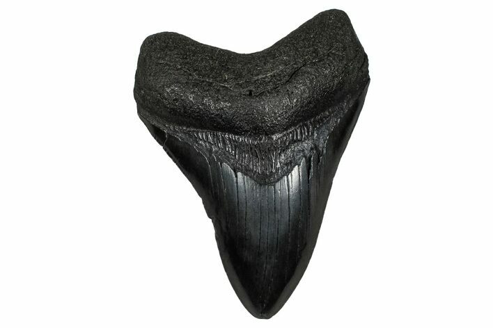 Fossil Megalodon Tooth - South Carolina #340300